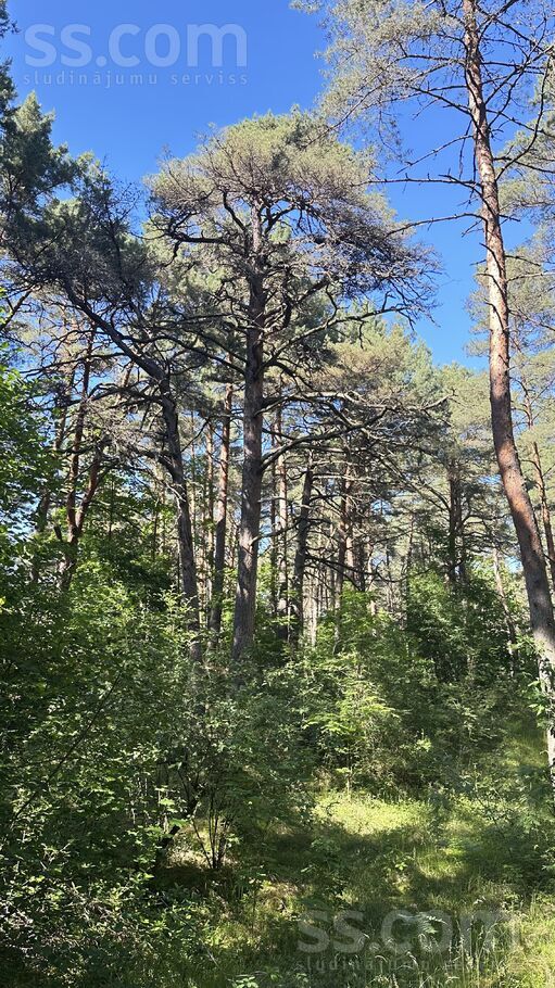 Mazirbes Prižbogi, Mazirbe, Talsi un raj., Kolkas pag. — zeme