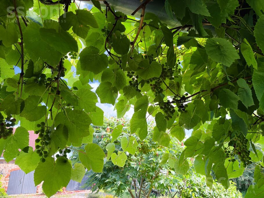 Beķermuiža, Beķermuiža, Tukums un raj., Pūres pag. — maja