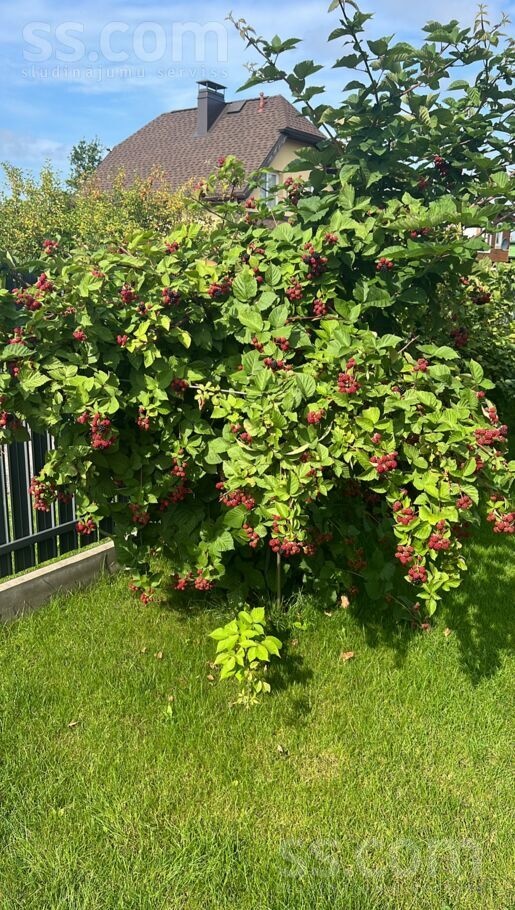Baltezera iela 1, Rīgas rajons, Saulkrasti — maja