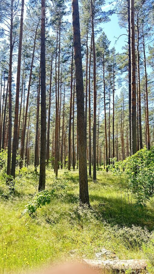 Mazirbes Prižbogi, Mazirbe, Talsi un raj., Kolkas pag. — zeme