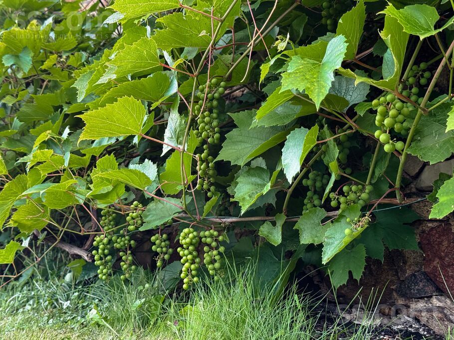 Beķermuiža, Beķermuiža, Tukums un raj., Pūres pag. — maja